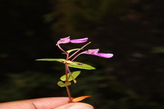 Impatiens bhimgadensis